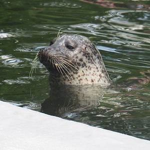 Eastern Atlantic harbor seal (Phoca vitulina vitulina), 2022-05-26