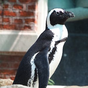 African penguin (Spheniscus demersus), 2022-05-26