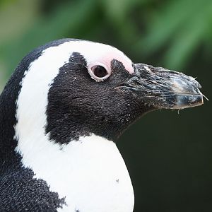 African penguin (Spheniscus demersus), 2022-05-26