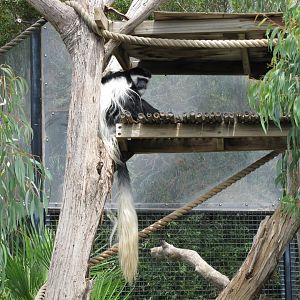 Black-and-white Colobus (2011)