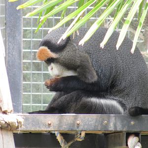 De Brazza's Monkey (2011)