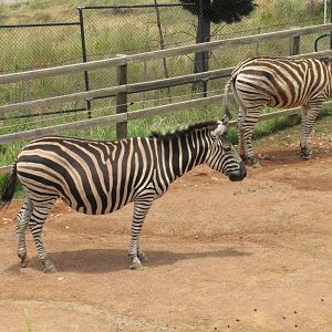 Plains Zebra (2011)