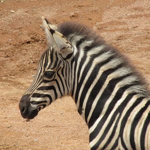 Zebra Foal (2011)
