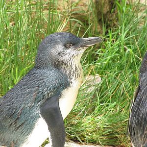 Little Penguin (2011)