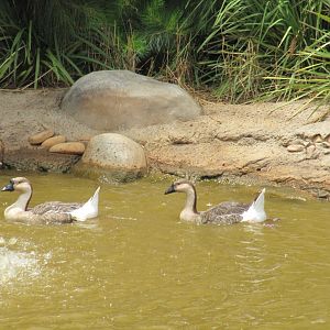 Chinese Geese (2011)