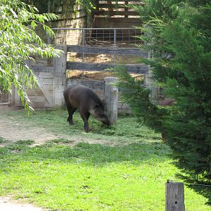 Brazilian Tapir (2007)