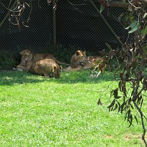 Tawny Lions (2007)