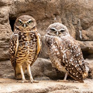 Western Burrowing Owls