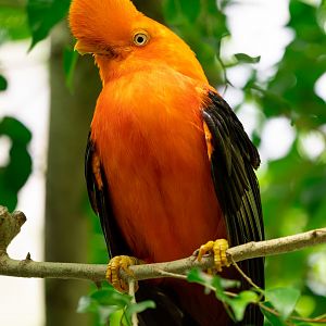 Andean Cock of the Rock