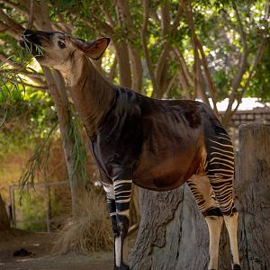 Okapi