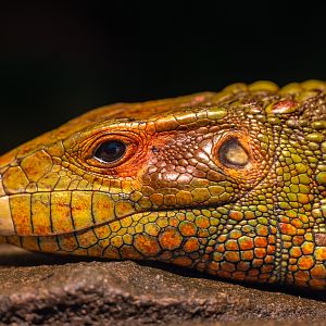 Caiman Lizard