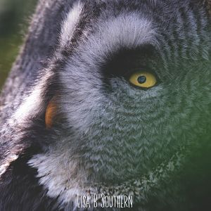 Great grey owl
