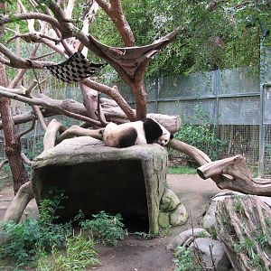 Giant Panda (2008)
