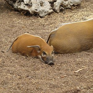 Red River Hog (2008)