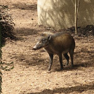 Visayan Warty Pig (2008)