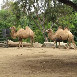 Bactrian Camel (2008)