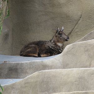 Central Chinese Goral (2008)