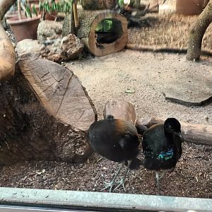 Grey winged Trumpeters