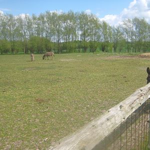Odsherred Zoo - Zebu/donkey exhibit