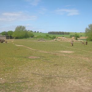 Odsherred Zoo - Zebu/donkey exhibit