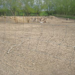 Odsherred Zoo - Deer exhibit