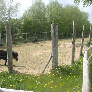 Odsherred Zoo - Pony exhibit