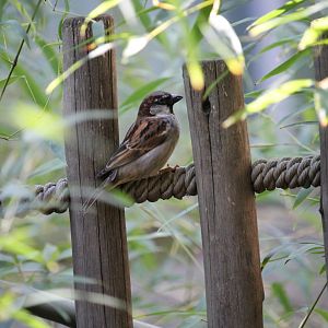 House Sparrow (Passer domesticus)