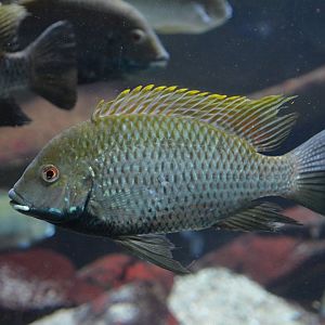 Deckert's tilapia (Coptodon deckerti)