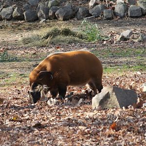 Red River Hog (Potamochoerus porcus)