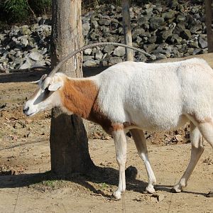 Scimitar-Horned Oryx (Oryx dammah)
