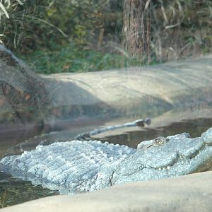 Nile Crocodile (Crocodylus niloticus)