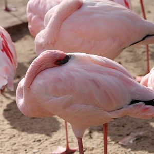 Lesser Flamingos (Phoeniconaias minor)