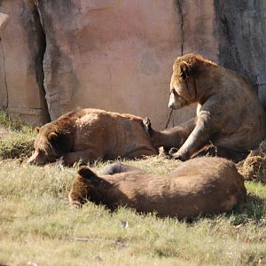 Grizzly Bears (Ursus arctos horribilis)