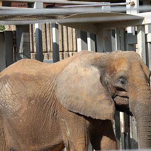 African Elephant (Loxodonta africana)