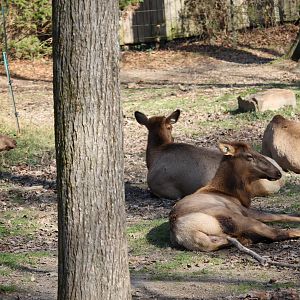 Elk