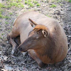 Elk (Cervus elaphus)