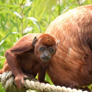 Venezuelan Red Howler (Young Male)