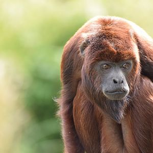 Venezuelan Red Howler Monkey