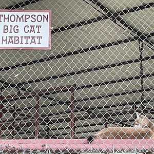 Thompson Big Cat Habitat, featuring a Siberian lynx