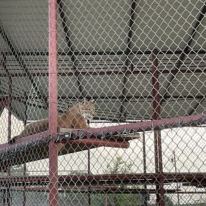 Malika the Siberian Lynx