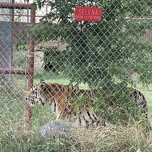Selena the Tiger