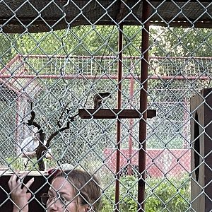 Another Juno the Margay pic