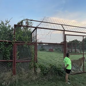 Tiger exhibit