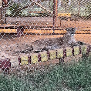 Will the Cougar laying down