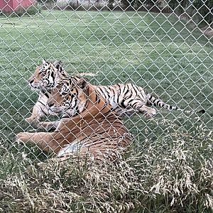 Is it a Texas sanctuary if it doesn't have tigers?