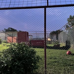 Kiara the Lion's enclosure