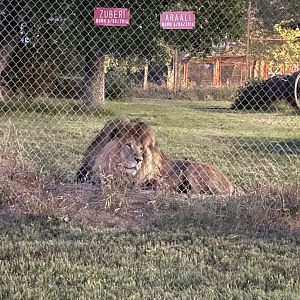 Zuberi and Araali the lions