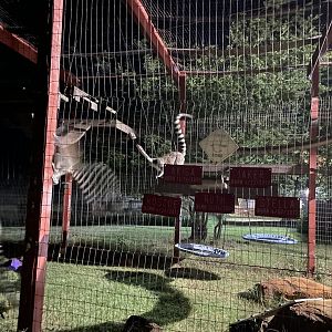 Ringtail Lemurs at Night