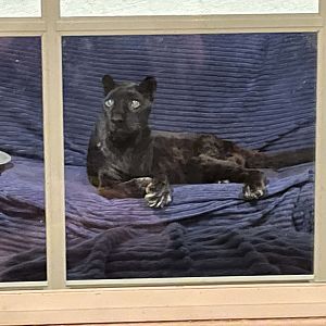 Raven the World's Oldest Leopard