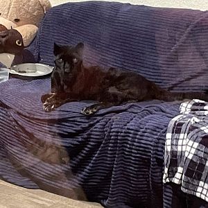 Raven the Black Leopard